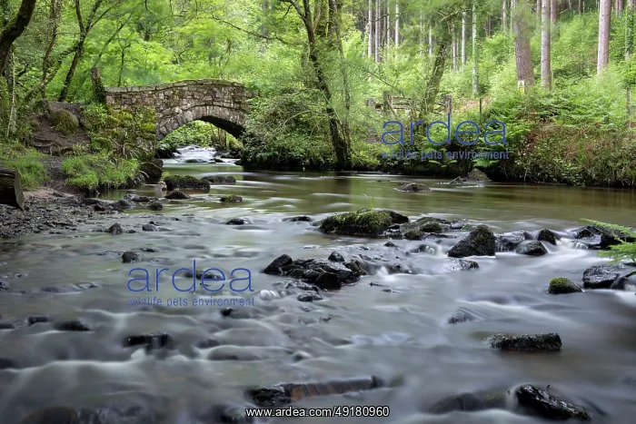 : Becka Brook - Dartmoor - Devon - UK : Becka Brook - Dartmoor - Devon - UK