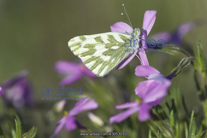 : Becker's White, Great Basin White, or Sagebrush : Becker's White, Great Basin White, or Sagebrush