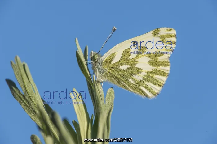 : Becker's White, Great Basin White, or Sagebrush : Becker's White, Great Basin White, or Sagebrush
