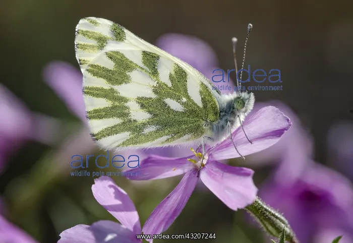 : Becker's White, Great Basin White, or Sagebrush : Becker's White, Great Basin White, or Sagebrush