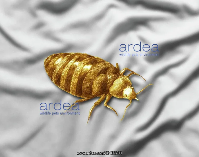: Bed Bug. Color enhanced bedbug (Cimex lectularius) illustration : Bed Bug. Color enhanced bedbug (Cimex lectularius) illustration