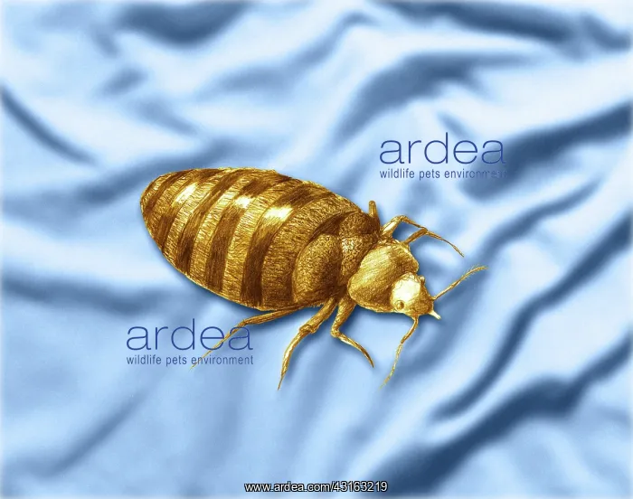 : Bed Bug. Color enhanced bedbug (Cimex lectularius) illustration : Bed Bug. Color enhanced bedbug (Cimex lectularius) illustration
