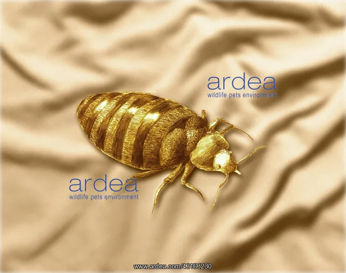 : Bed Bug. Color enhanced bedbug (Cimex lectularius) illustration : Bed Bug. Color enhanced bedbug (Cimex lectularius) illustration