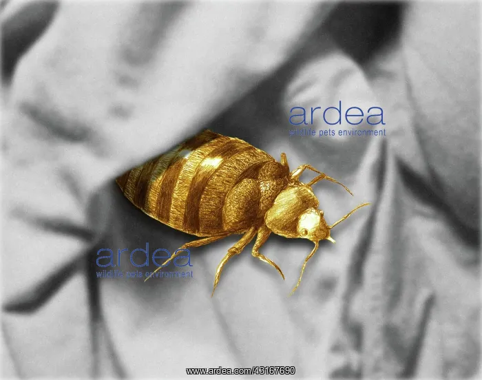 : Bed Bug. Color enhanced bedbug (Cimex lectularius) illustration : Bed Bug. Color enhanced bedbug (Cimex lectularius) illustration