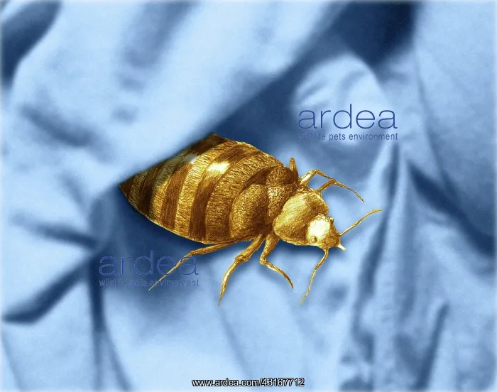 : Bed Bug. Color enhanced bedbug (Cimex lectularius) illustration : Bed Bug. Color enhanced bedbug (Cimex lectularius) illustration