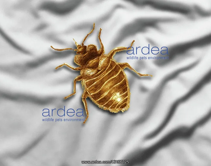 : Bed Bug. Color enhanced bedbug (Cimex lectularius) illustration : Bed Bug. Color enhanced bedbug (Cimex lectularius) illustration