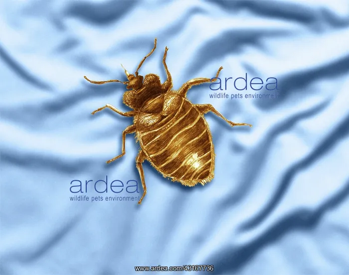 : Bed Bug. Color enhanced bedbug (Cimex lectularius) illustration : Bed Bug. Color enhanced bedbug (Cimex lectularius) illustration