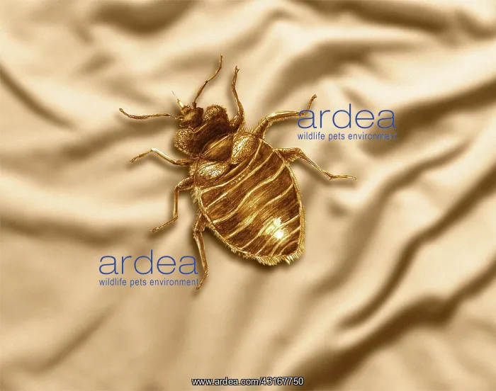 : Bed Bug. Color enhanced bedbug (Cimex lectularius) illustration : Bed Bug. Color enhanced bedbug (Cimex lectularius) illustration