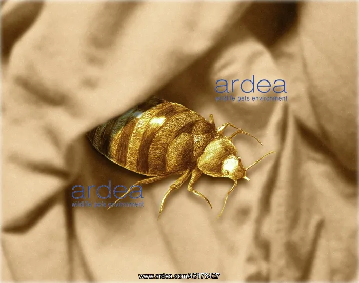  : Bed Bug. Color enhanced bedbug (Cimex lectularius) illustration