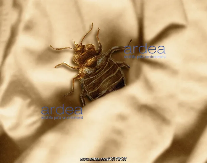 : Bed Bug. Color enhanced bedbug (Cimex lectularius) illustration : Bed Bug. Color enhanced bedbug (Cimex lectularius) illustration