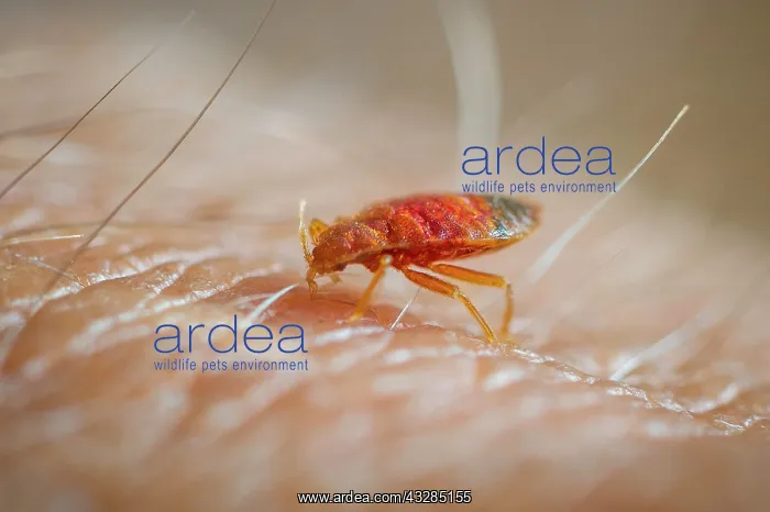 : Bed bug (Cimex lectularius) feeding on human skin : Bed bug (Cimex lectularius) feeding on human skin