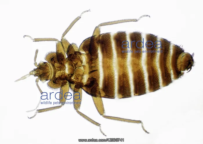 : Bed Bug - male; x 3 magnification : Bed Bug - male; x 3 magnification