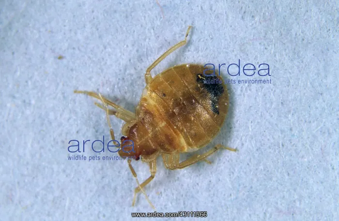 : Bed bug nymph : Bed bug nymph
