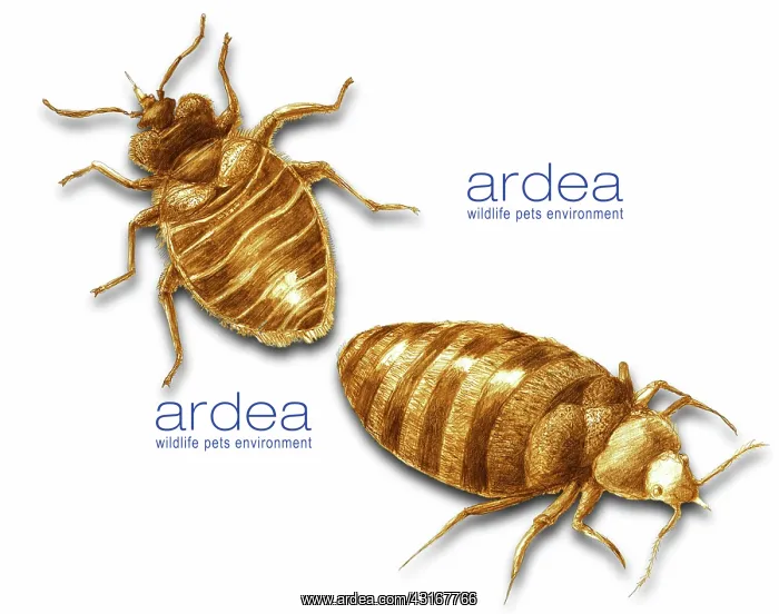 : Bed Bugs. Color enhanced bedbug (Cimex lectularius) illustration : Bed Bugs. Color enhanced bedbug (Cimex lectularius) illustration