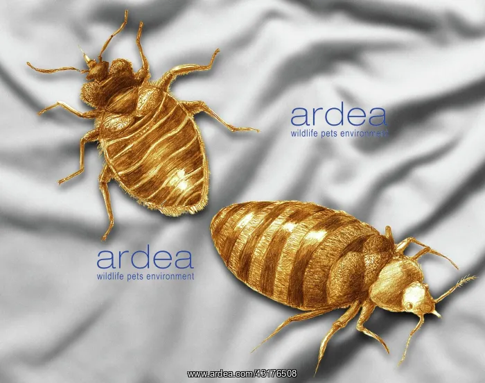 : Bed Bugs. Color enhanced bedbug (Cimex lectularius) illustration : Bed Bugs. Color enhanced bedbug (Cimex lectularius) illustration