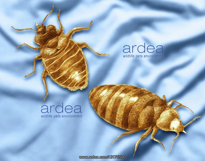  : Bed Bugs. Color enhanced bedbug (Cimex lectularius) illustration