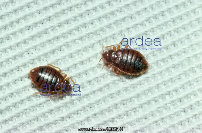  : BED BUGS - x 2