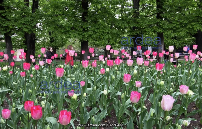 : A bed of tulips at Luxembourg Gardens, Paris : A bed of tulips at Luxembourg Gardens, Paris