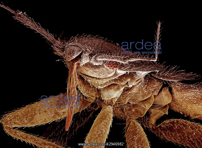 : Bedbug (Cimex lectularius). Scanning Electron Micrograph (SEM) : Bedbug (Cimex lectularius). Scanning Electron Micrograph (SEM)