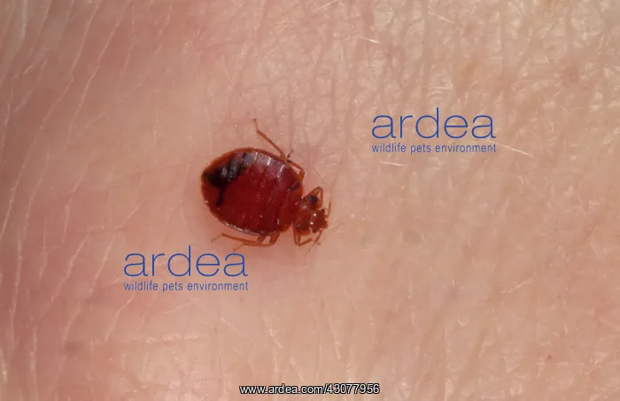: Bedbug (Cimex lectularius) biting human skin : Bedbug (Cimex lectularius) biting human skin