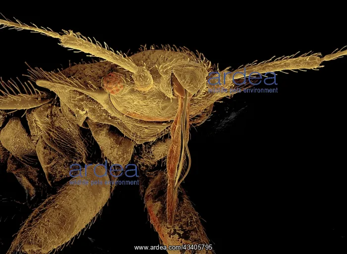 : Bedbug Scanning Electron Micrograph (SEM): Magnification x120 (if print A4 size : Bedbug Scanning Electron Micrograph (SEM): Magnification x120 (if print A4 size