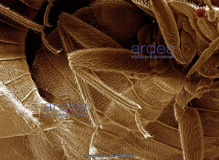 : Bedbugs mating : Bedbugs mating