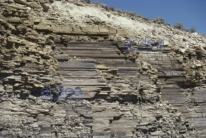 : Bedded Limestone : Bedded Limestone