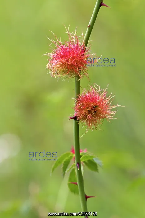  : Bedeguar Gall