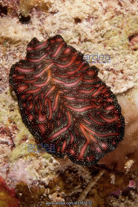 : Bedford's Flatworm : Bedford's Flatworm