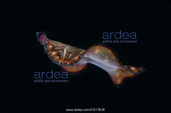 : Bedfords Flatworm (Pseudobiceros bedfordi) free-swimming : Bedfords Flatworm (Pseudobiceros bedfordi) free-swimming