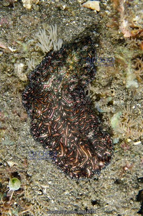 : Bedford's Flatworm - Pyramids dive site, Amed : Bedford's Flatworm - Pyramids dive site, Amed