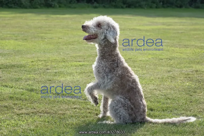  : Bedlington Terrier