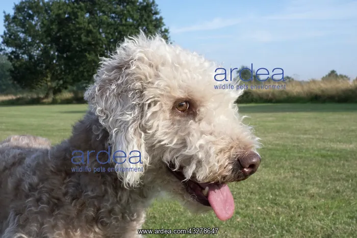  : Bedlington Terrier
