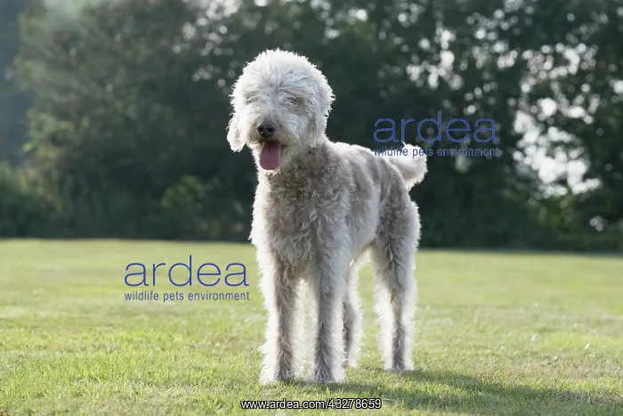  : Bedlington Terrier
