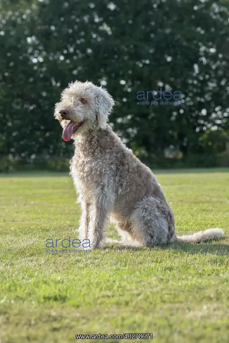  : Bedlington Terrier