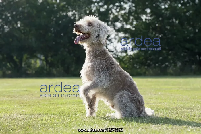  : Bedlington Terrier
