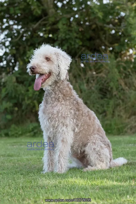  : Bedlington Terrier