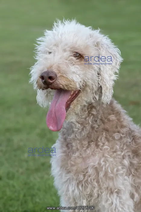  : Bedlington Terrier