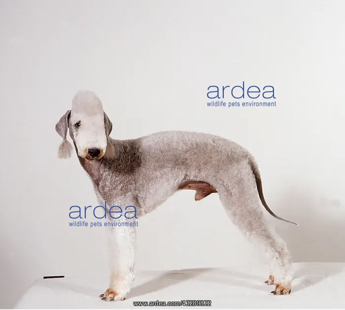 : BEDLINGTON TERRIER DOG : BEDLINGTON TERRIER DOG