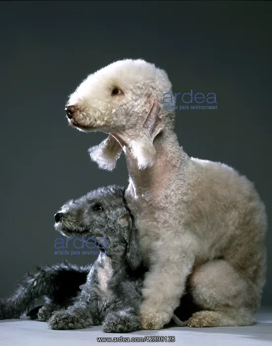  : Bedlington Terrier Dogs