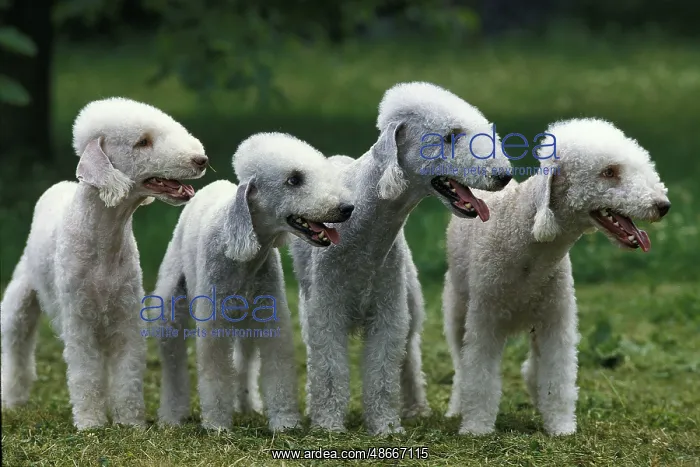 : BEDLINGTON TERRIER, GROUP OF ADULTS ON GRASS : BEDLINGTON TERRIER, GROUP OF ADULTS ON GRASS