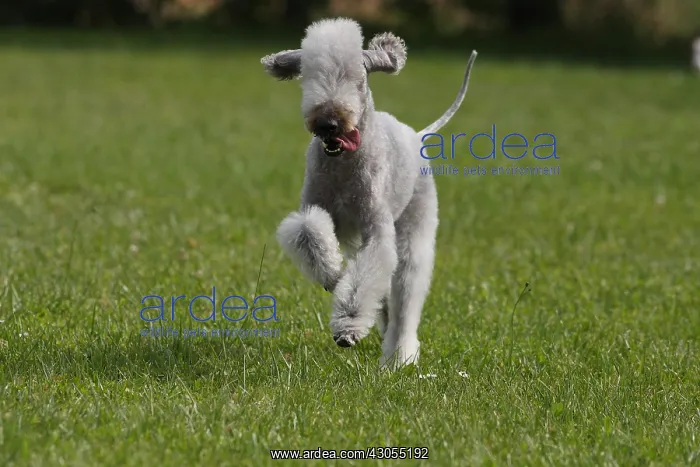 : Bedlington-Terrier running in the meadow : Bedlington-Terrier running in the meadow