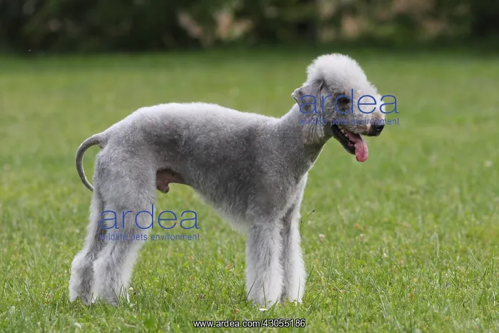 : Bedlington-Terrier standing in the meadow : Bedlington-Terrier standing in the meadow