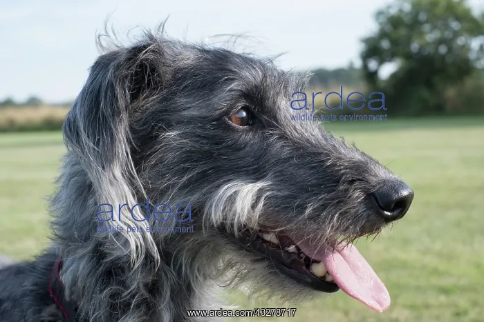 : Bedlington Terrier x Whippet cross : Bedlington Terrier x Whippet cross