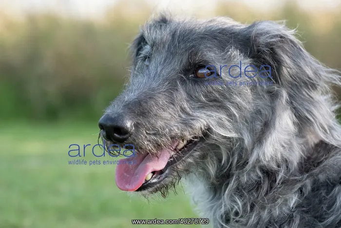 : Bedlington Terrier x Whippet cross : Bedlington Terrier x Whippet cross