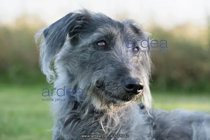 : Bedlington Terrier x Whippet cross : Bedlington Terrier x Whippet cross
