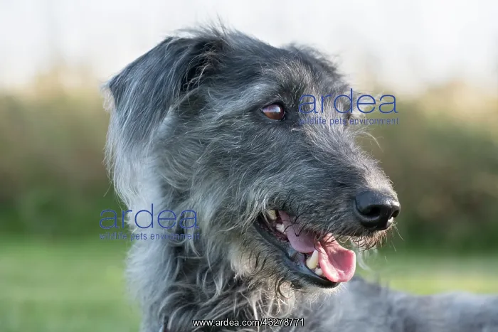 : Bedlington Terrier x Whippet cross : Bedlington Terrier x Whippet cross