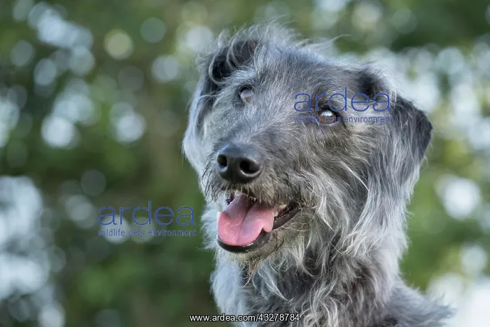 : Bedlington Terrier x Whippet cross : Bedlington Terrier x Whippet cross