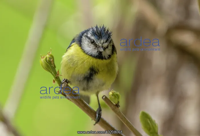 : Bedraggled wet Blue tit, Cyanistes caeruleus, in the rain : Bedraggled wet Blue tit, Cyanistes caeruleus, in the rain