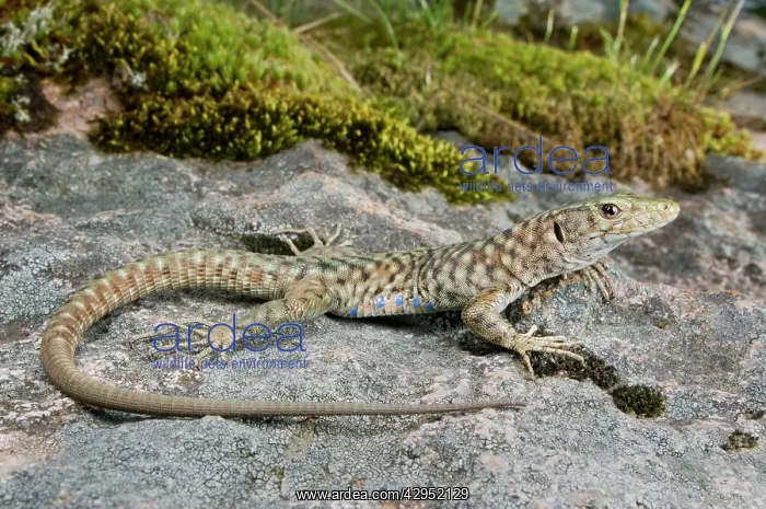 : Bedriaga's Rock Lizard : Bedriaga's Rock Lizard
